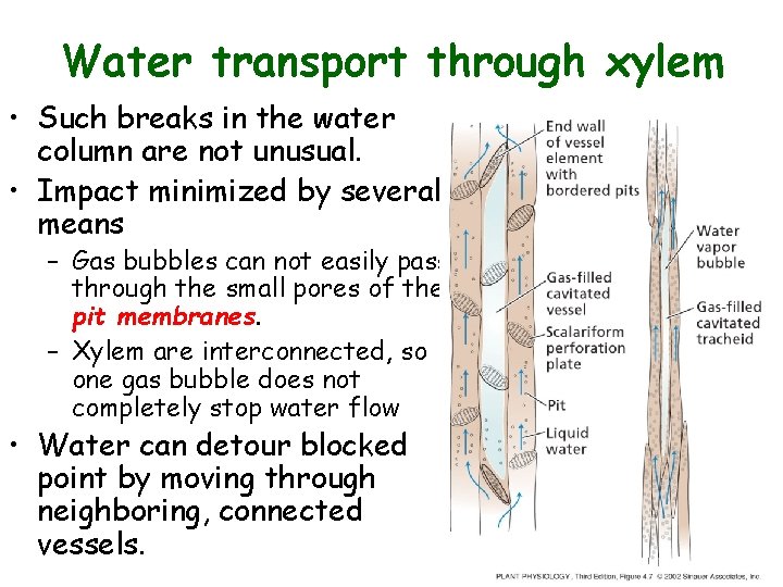 Water transport through xylem • Such breaks in the water column are not unusual. Water transport through xylem • Such breaks in the water column are not unusual.