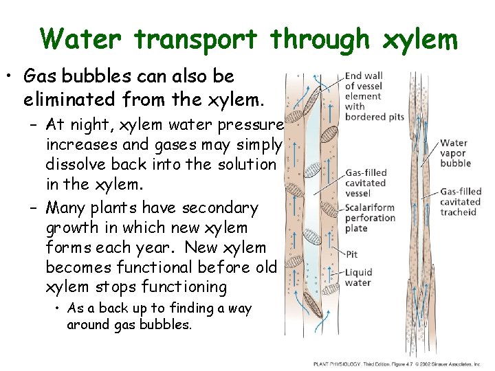 Water transport through xylem • Gas bubbles can also be eliminated from the xylem.