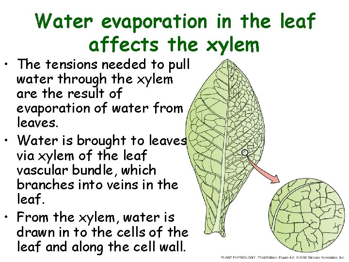 Water evaporation in the leaf affects the xylem • The tensions needed to pull Water evaporation in the leaf affects the xylem • The tensions needed to pull
