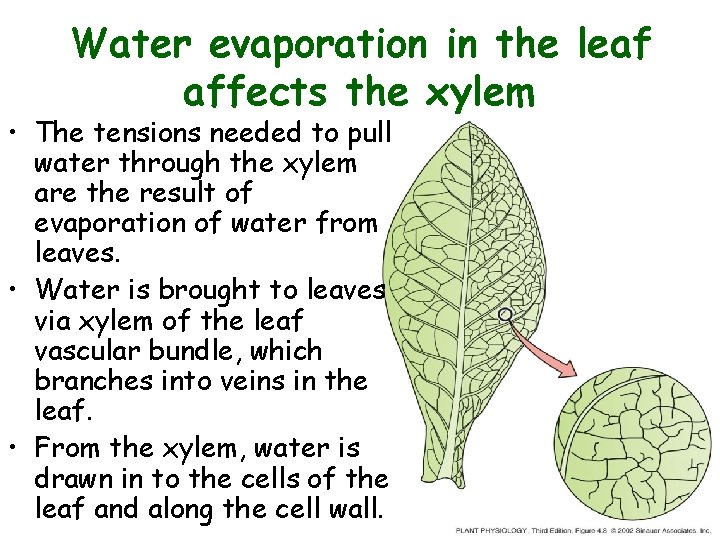 Water evaporation in the leaf affects the xylem • The tensions needed to pull