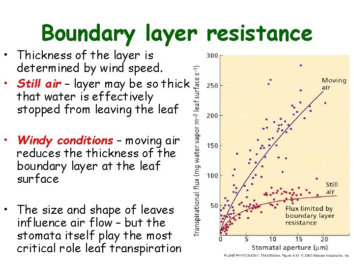 Boundary layer resistance • Thickness of the layer is determined by wind speed. •