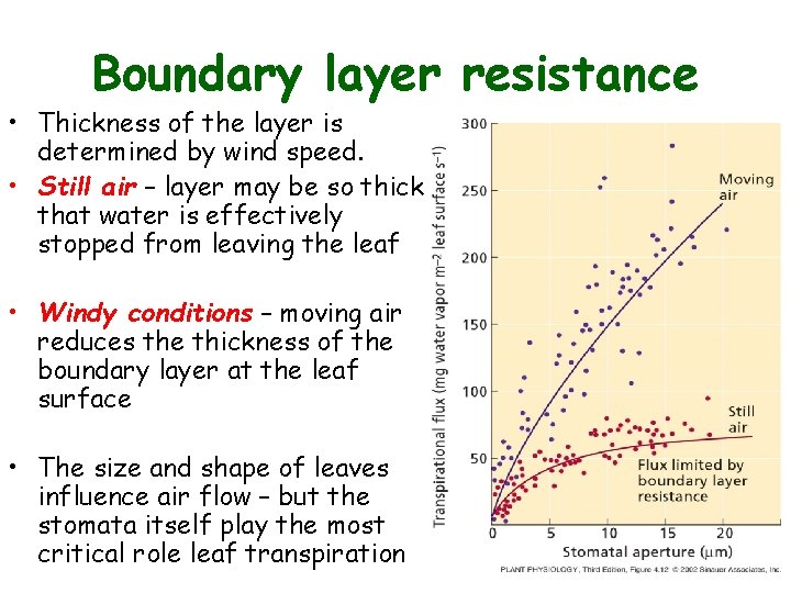 Boundary layer resistance • Thickness of the layer is determined by wind speed. • Boundary layer resistance • Thickness of the layer is determined by wind speed. •