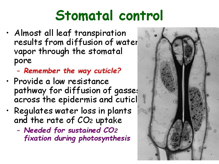 Stomatal control • Almost all leaf transpiration results from diffusion of water vapor through