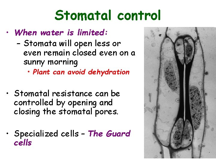Stomatal control • When water is limited: – Stomata will open less or even Stomatal control • When water is limited: – Stomata will open less or even