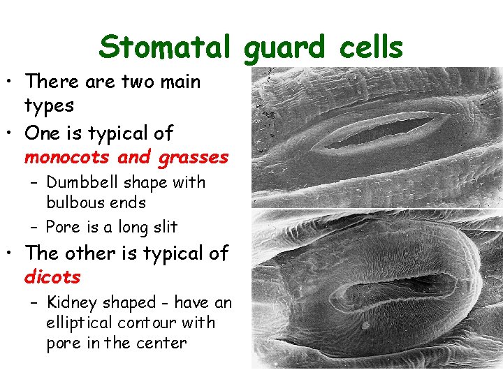 Stomatal guard cells • There are two main types • One is typical of