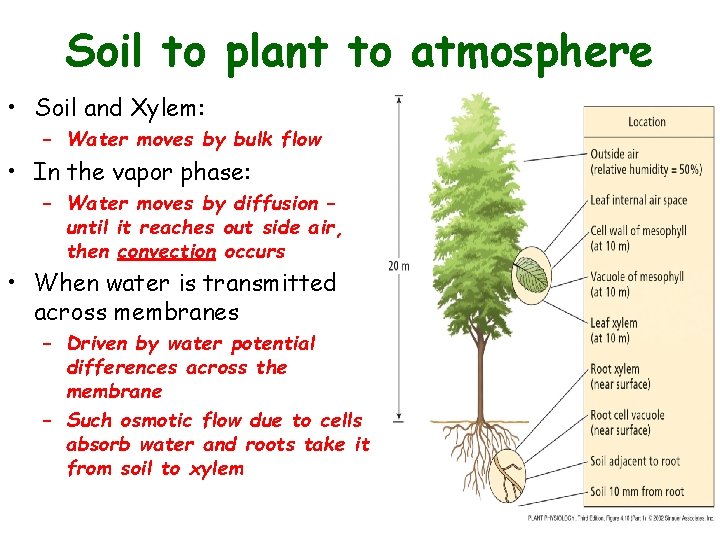 Soil to plant to atmosphere • Soil and Xylem: – Water moves by bulk