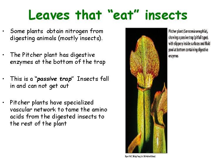 Leaves that “eat” insects Figure 11. 8 (1) • Some plants obtain nitrogen from