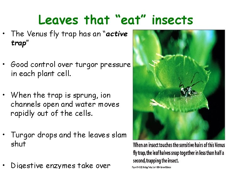 Leaves that 11. 12 “eat”(2) insects Figure • The Venus fly trap has an