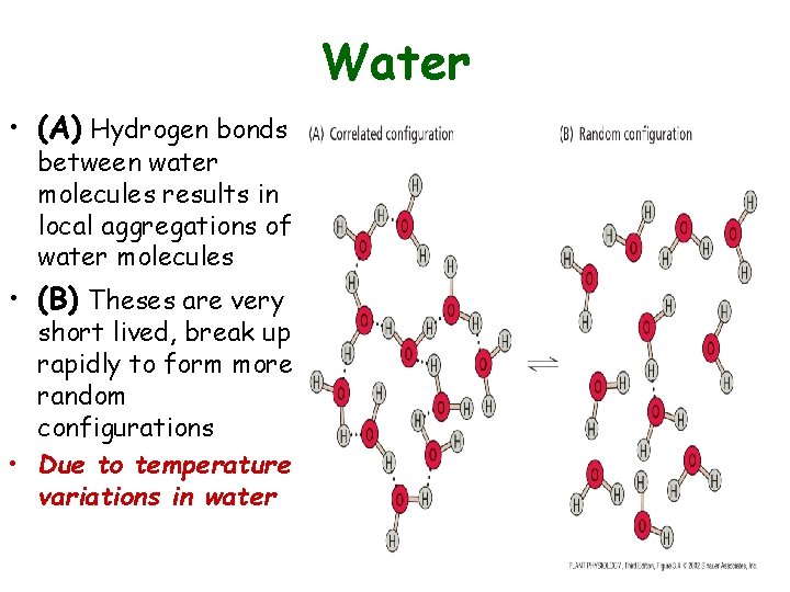 Water • (A) Hydrogen bonds between water molecules results in local aggregations of water Water • (A) Hydrogen bonds between water molecules results in local aggregations of water