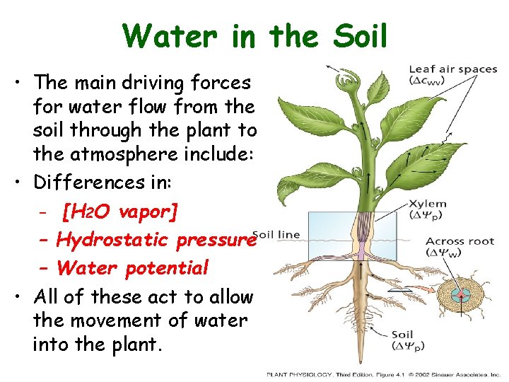 Water in the Soil • The main driving forces for water flow from the