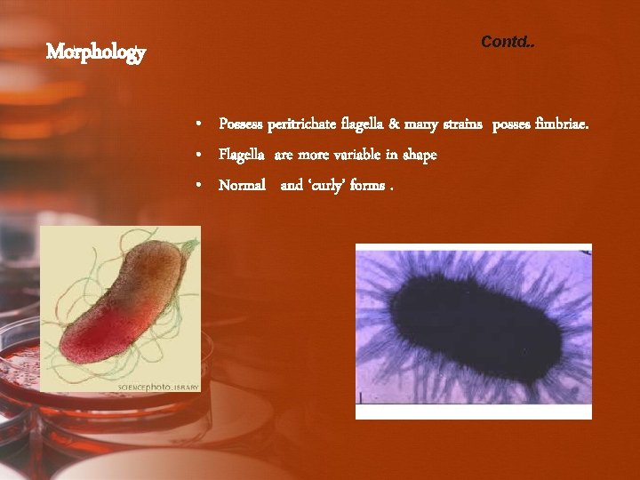 Morphology Contd. . • Possess peritrichate flagella & many strains posses fimbriae. • Flagella