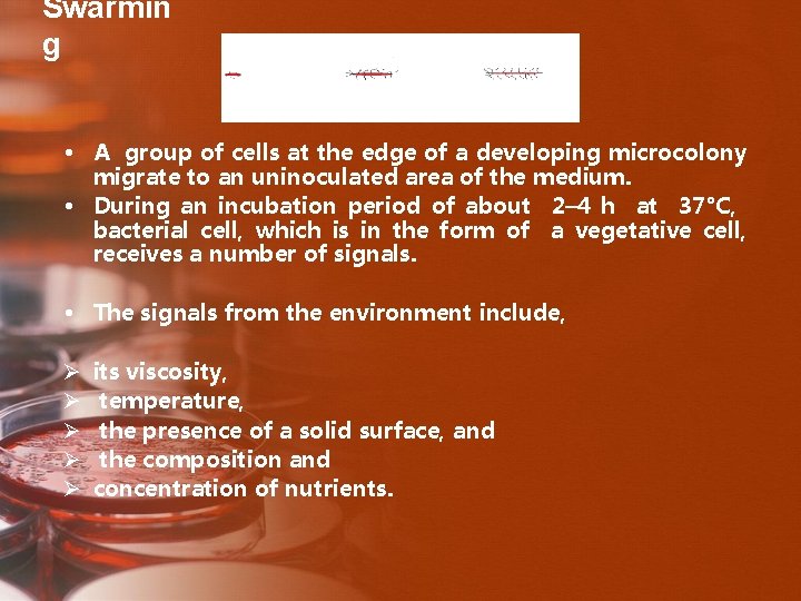 Swarmin g • A group of cells at the edge of a developing microcolony