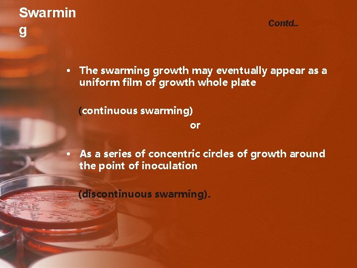 Swarmin g Contd. . • The swarming growth may eventually appear as a uniform