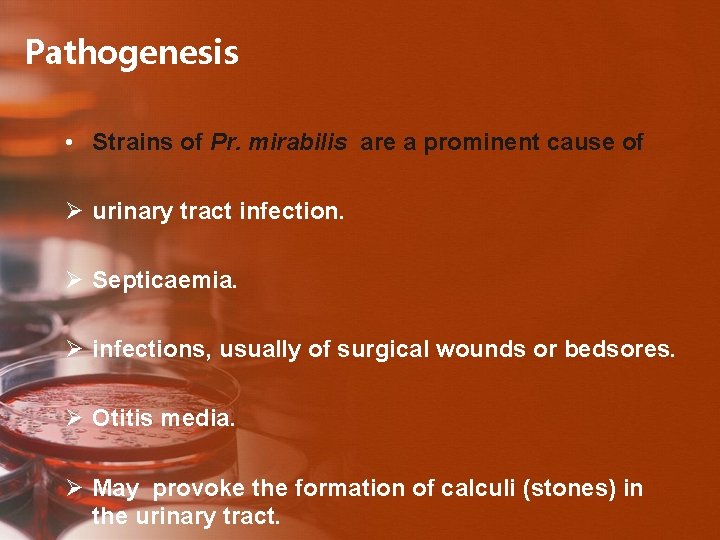 Pathogenesis • Strains of Pr. mirabilis are a prominent cause of Ø urinary tract