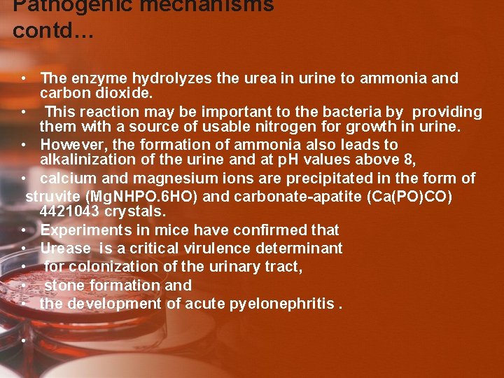 Pathogenic mechanisms contd… • The enzyme hydrolyzes the urea in urine to ammonia and