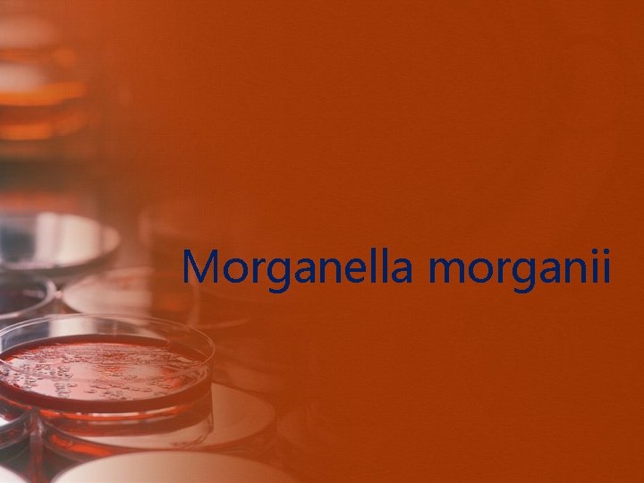 Morganella morganii 