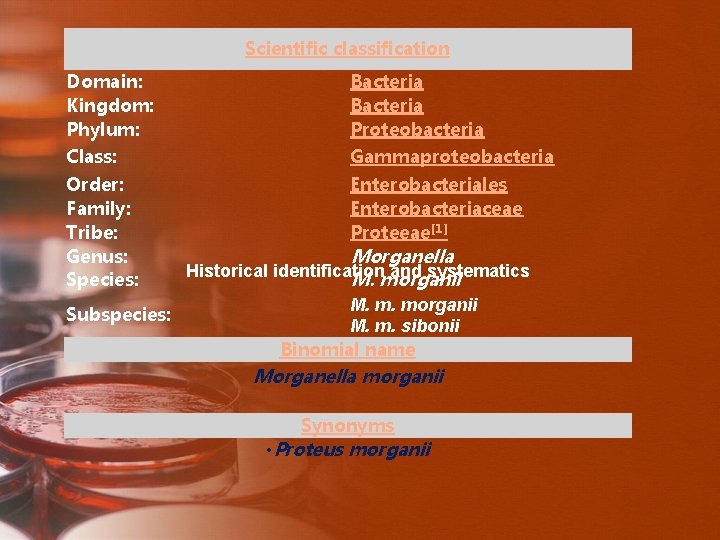 Scientific classification Domain: Kingdom: Phylum: Bacteria Proteobacteria Class: Gammaproteobacteria Order: Family: Tribe: Genus: Species: