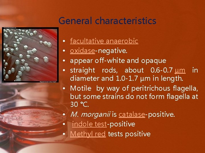 General characteristics • • facultative anaerobic oxidase-negative. appear off-white and opaque straight rods, about
