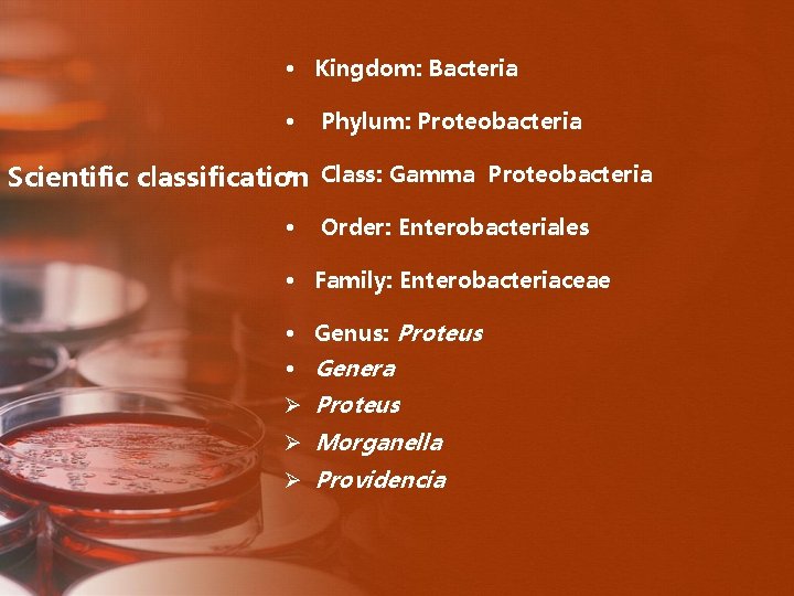  • Kingdom: Bacteria • Phylum: Proteobacteria • Class: Gamma Proteobacteria Scientific classification •