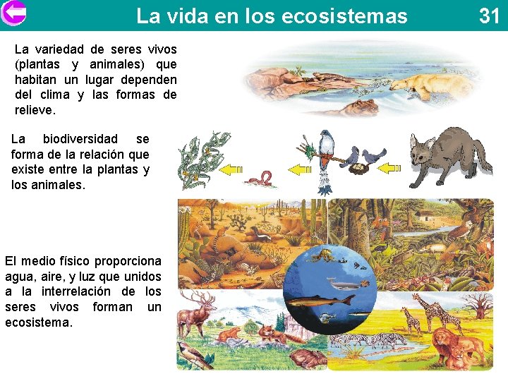 La vida en los ecosistemas La variedad de seres vivos (plantas y animales) que