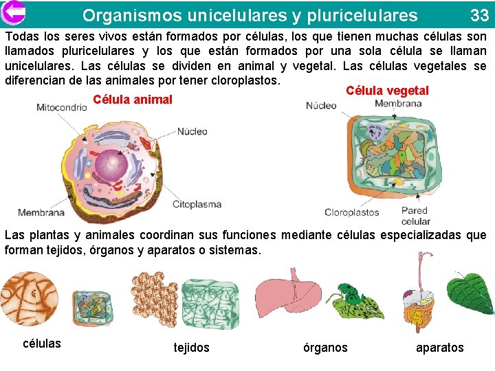 Organismos unicelulares y pluricelulares 33 Todas los seres vivos están formados por células, los
