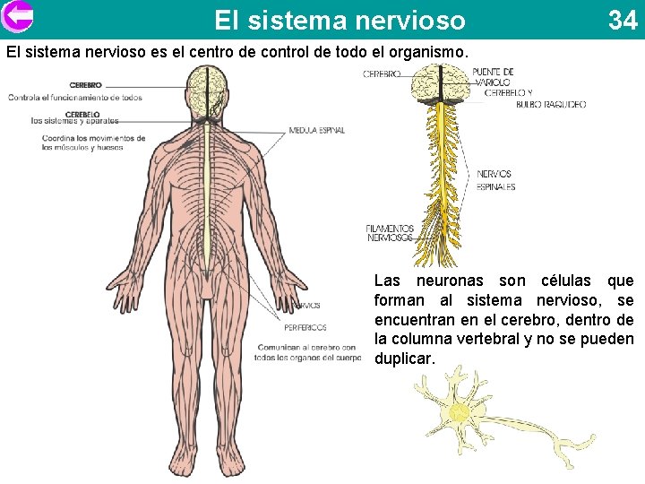 El sistema nervioso 34 El sistema nervioso es el centro de control de todo