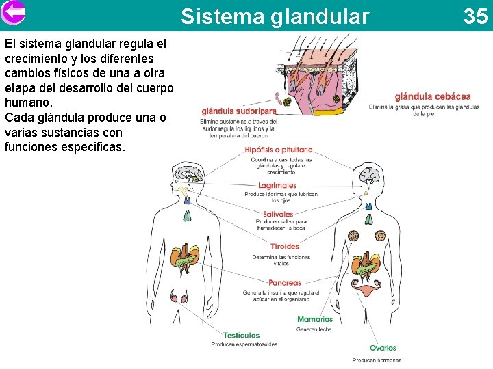 Sistema glandular El sistema glandular regula el crecimiento y los diferentes cambios físicos de