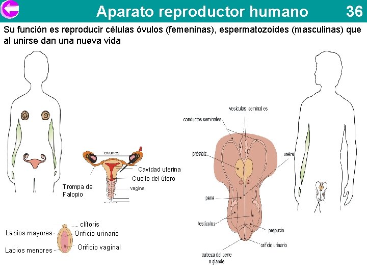 Aparato reproductor humano 36 Su función es reproducir células óvulos (femeninas), espermatozoides (masculinas) que