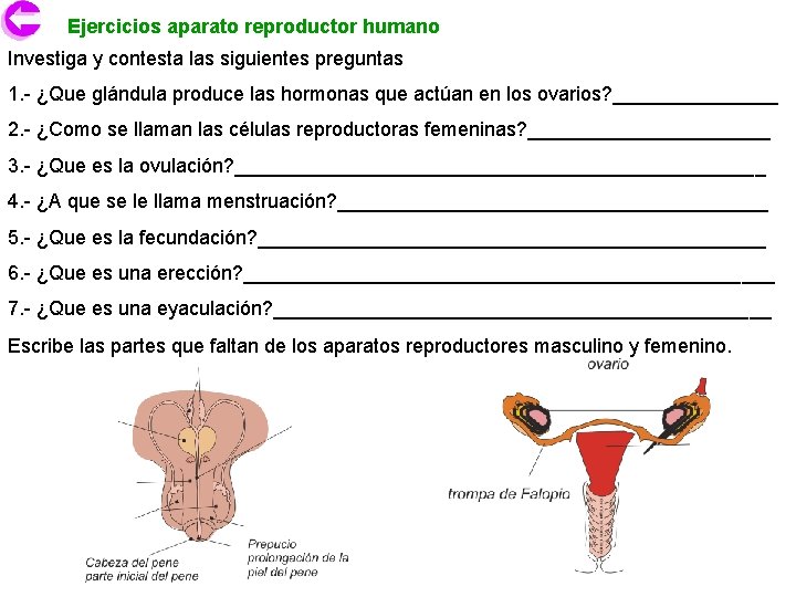 Ejercicios aparato reproductor humano Investiga y contesta las siguientes preguntas 1. - ¿Que glándula