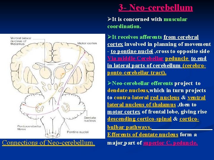 3 - Neo-cerebellum ØIt is concerned with muscular coordination. ØIt receives afferents from cerebral