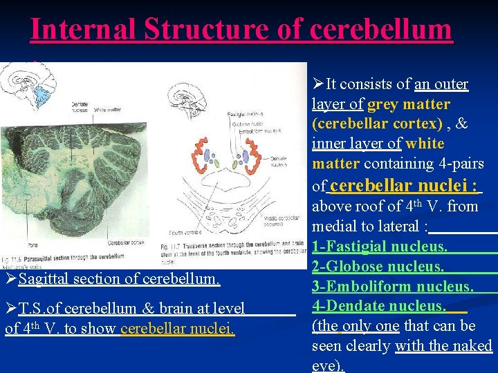 Internal Structure of cerebellum : ØIt consists of an outer ØSagittal section of cerebellum.