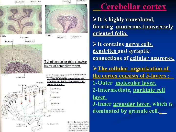 Cerebellar cortex ØIt is highly convoluted, forming numerous transversely oriented folia. T. S of