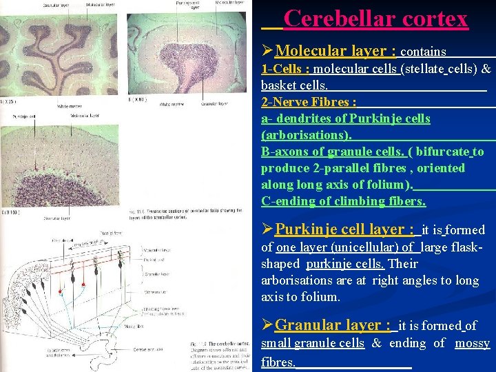 Cerebellar cortex ØMolecular layer : contains 1 -Cells : molecular cells (stellate cells) &