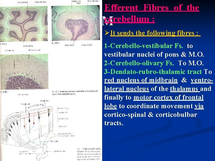 Efferent Fibres of the cerebellum : M ØIt sends the following fibres : 1
