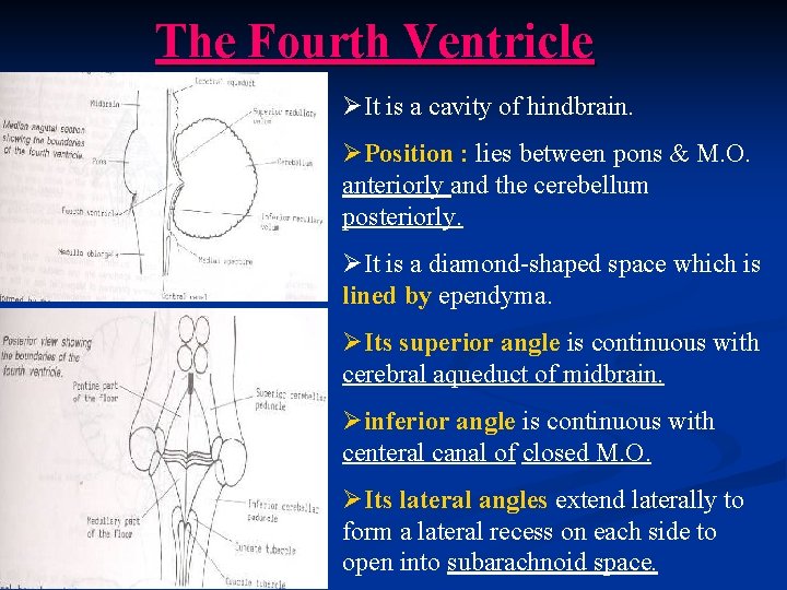 The Fourth Ventricle ØIt is a cavity of hindbrain. ØPosition : lies between pons