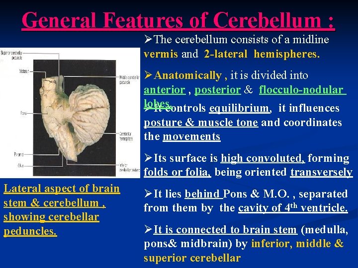 General Features of Cerebellum : ØThe cerebellum consists of a midline vermis and 2