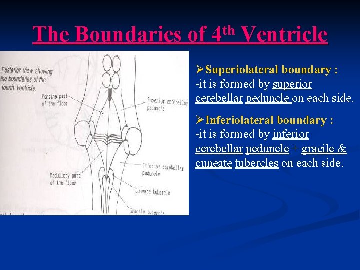 The Boundaries of 4 th Ventricle ØSuperiolateral boundary : -it is formed by superior