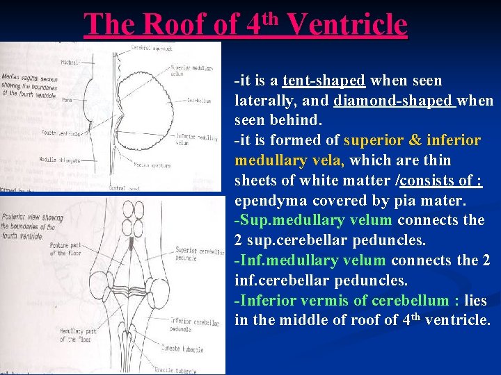 The Roof of th 4 Ventricle -it is a tent-shaped when seen laterally, and