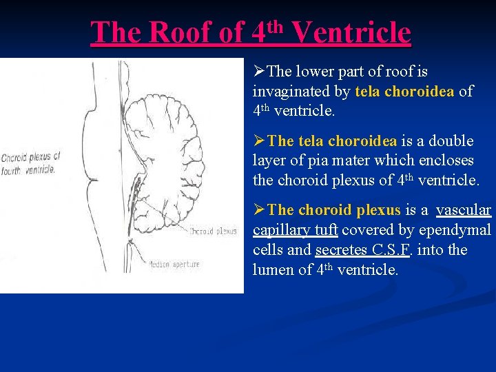 The Roof of th 4 Ventricle ØThe lower part of roof is invaginated by