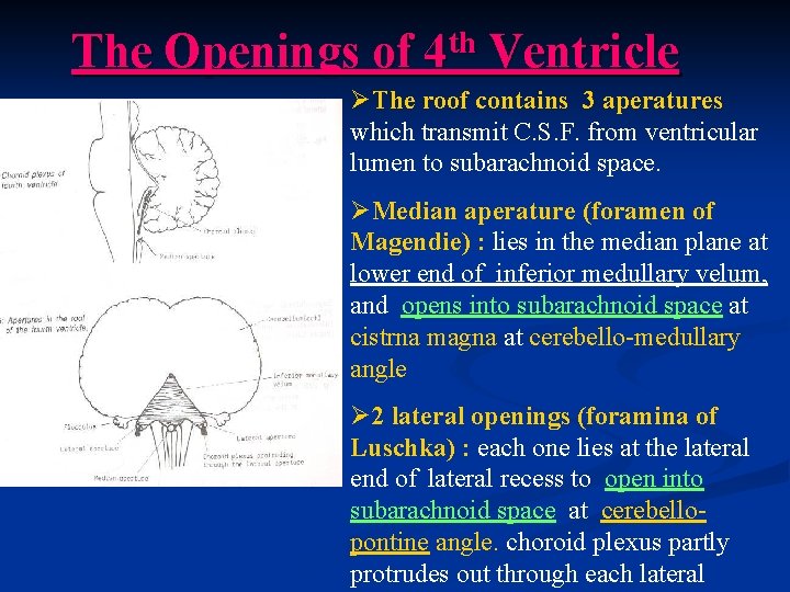 The Openings of th 4 Ventricle ØThe roof contains 3 aperatures which transmit C.