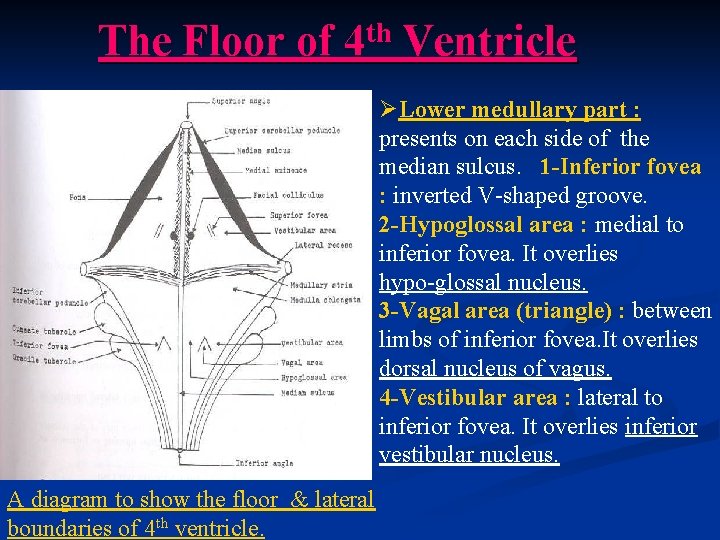 The Floor of 4 th Ventricle ØLower medullary part : presents on each side