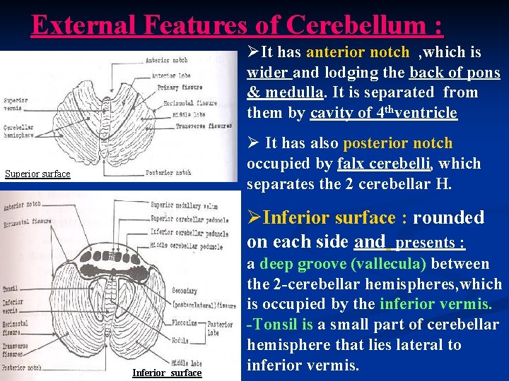 External Features of Cerebellum : ØIt has anterior notch , which is wider and
