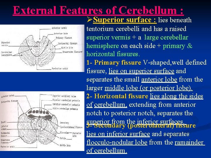 External Features of Cerebellum : ØSuperior surface : lies beneath tentorium cerebelli and has