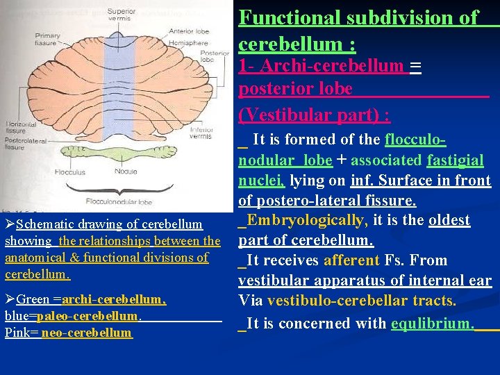 Functional subdivision of cerebellum : 1 - Archi-cerebellum = posterior lobe (Vestibular part) :