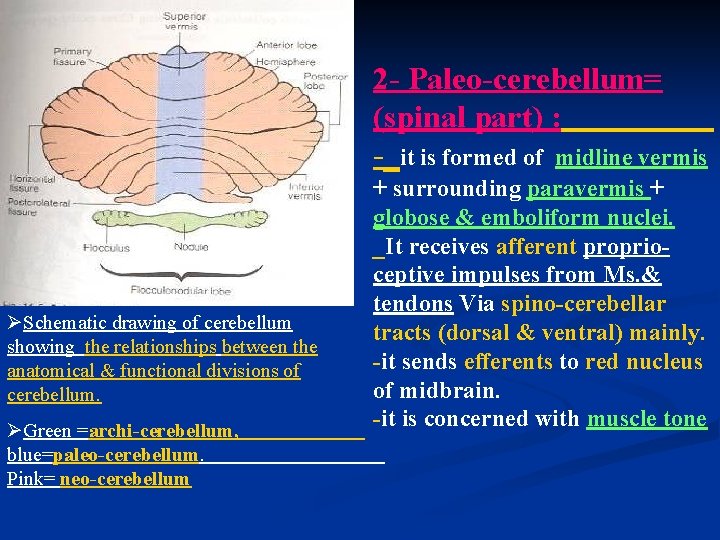 2 - Paleo-cerebellum= (spinal part) : -_it is formed of midline vermis ØSchematic drawing