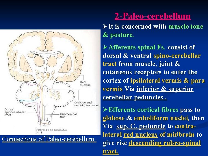 2 -Paleo-cerebellum ØIt is concerned with muscle tone & posture. ØAfferents spinal Fs. consist
