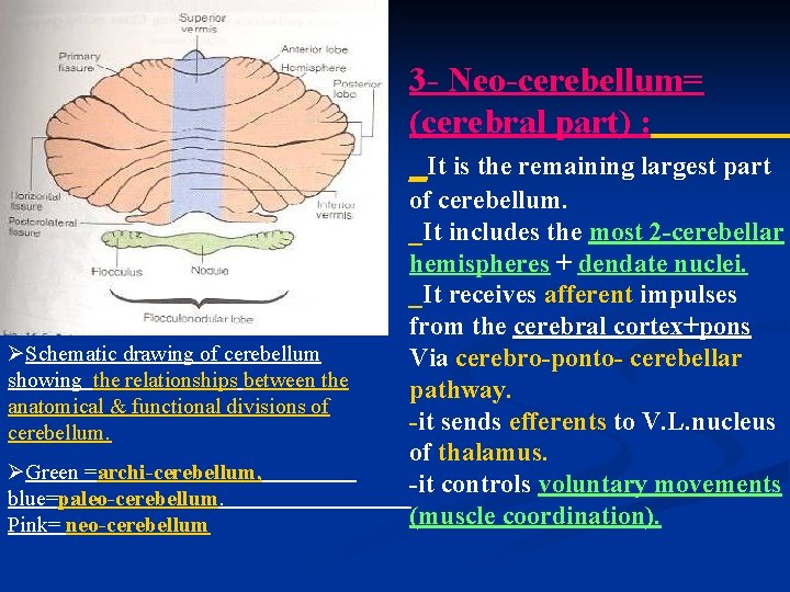 3 - Neo-cerebellum= (cerebral part) : _It is the remaining largest part ØSchematic drawing