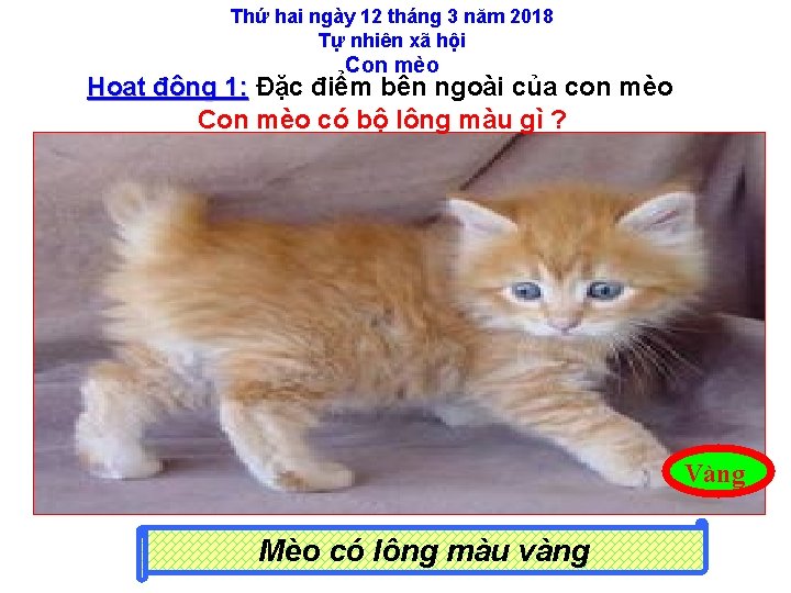 Thứ hai ngày 12 tháng 3 năm 2018 Tự nhiên xã hội Con mèo