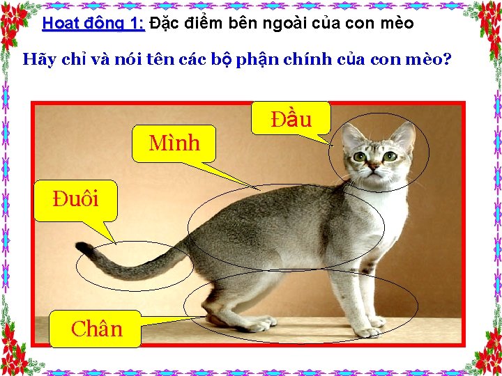 Hoạt động 1: Đặc điểm bên ngoài của con mèo Hãy chỉ và nói