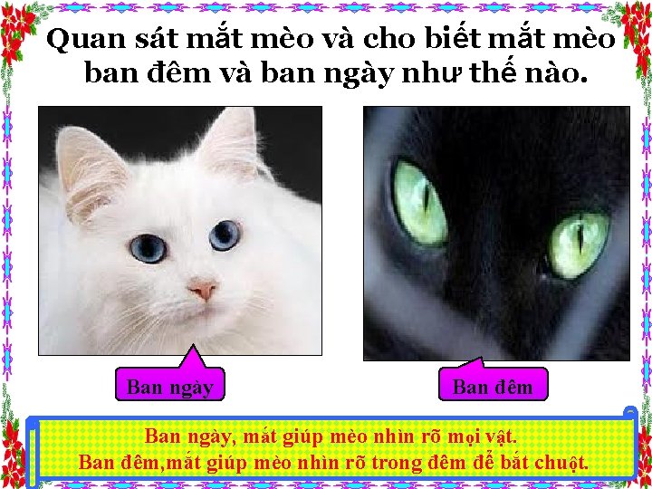 Quan sát mắt mèo và cho biết mắt mèo ban đêm và ban ngày